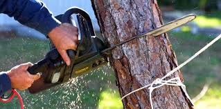 Best Palm Tree Trimming  in Oaklyn, NJ