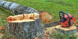  Oaklyn, NJ Tree Removal Pros