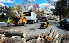Reliable Oaklyn, NJ Tree Removal Solutions