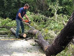 Best Tree Disease Treatment  in Oaklyn, NJ