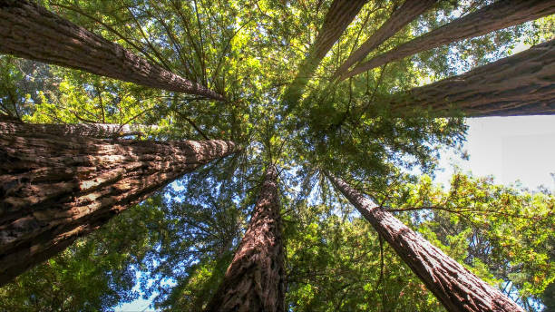 Best Tree Risk Assessment  in Oaklyn, NJ