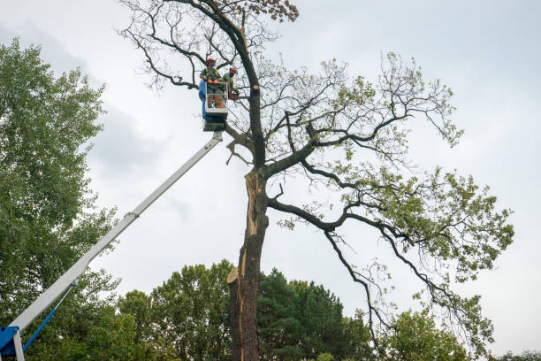 Best Hedge Trimming  in Oaklyn, NJ