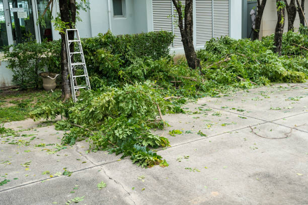 Best Lawn Disease Treatment  in Oaklyn, NJ
