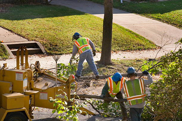 Best Tree Disease Treatment  in Oaklyn, NJ